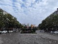 Seasonal Tree-Lined Boulevard Lighting Solution